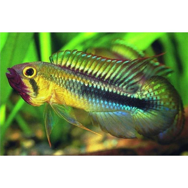 Apistogramma wilhelmi - imagine 4